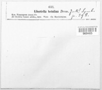Diatrype stigma image